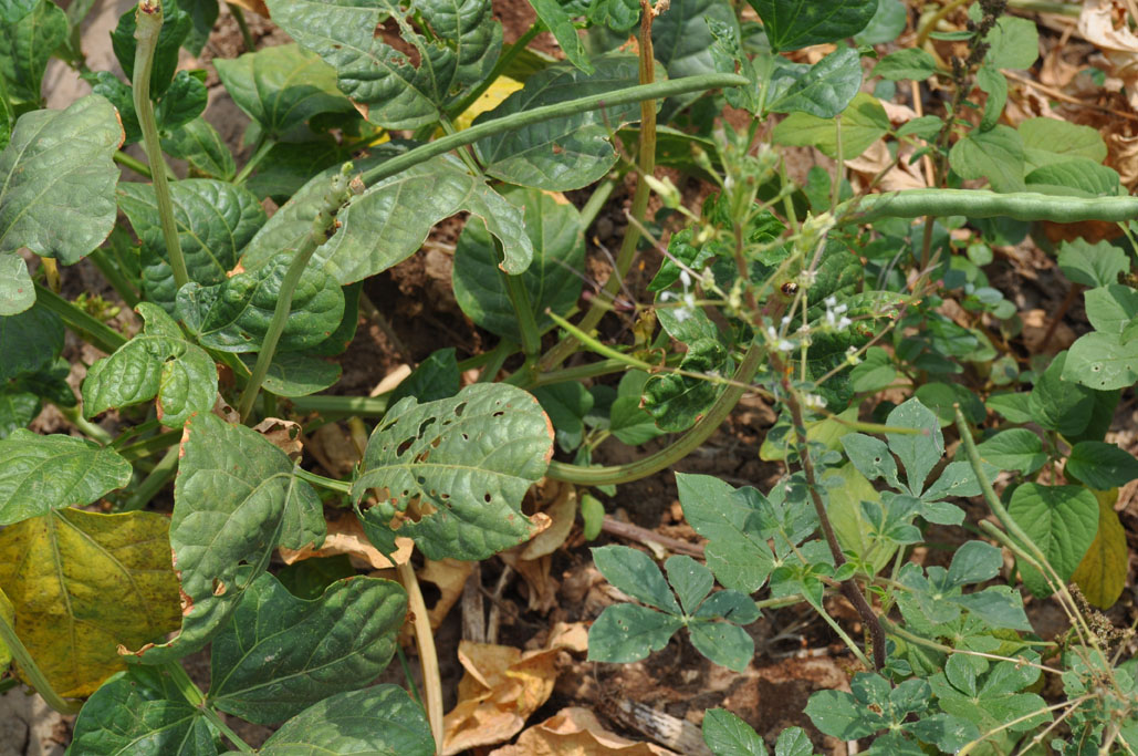 Cleome gynandra